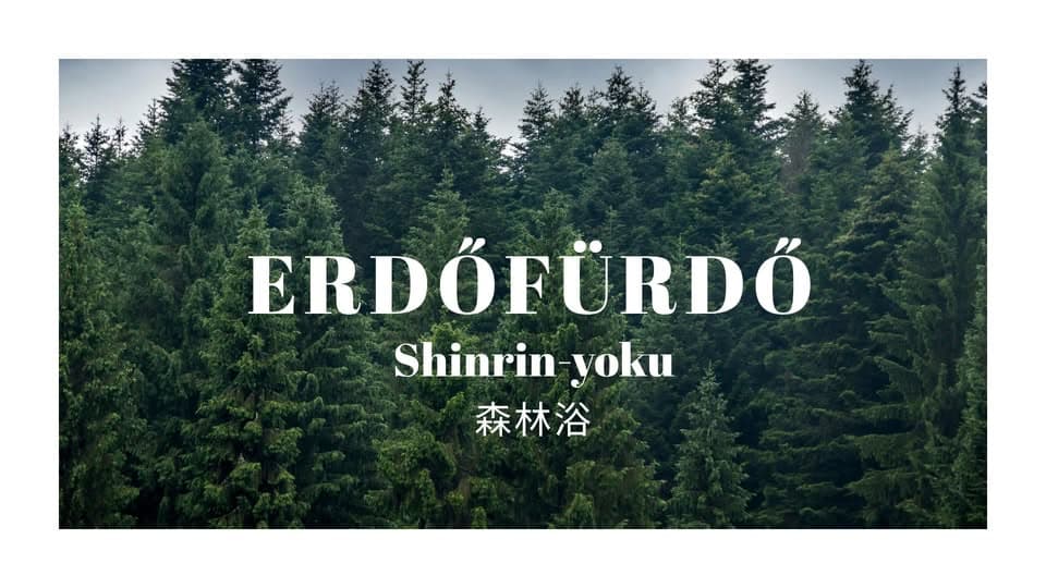 Erdőfürdő